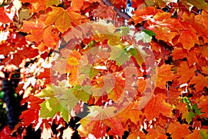 Maple tree leaves in automn photo