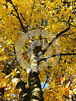 Maple tree leaves changing color to yellow