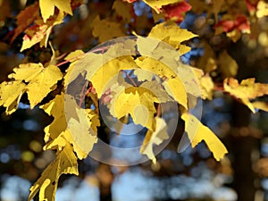 Maple tree leaves changing color to yellow