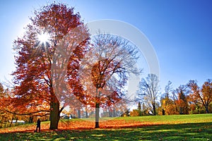 Maple tree leaves covered the ground and lens flare