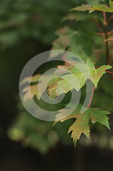 Maple tree leaves outdoor park forest embrace nature relax