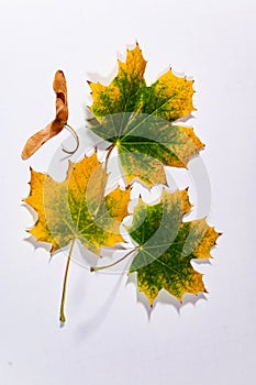 Maple tree leaves and seedpod on a white background