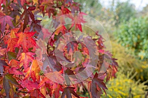 Maple tree with leaves turning bright red. Autumn colours and textures at RHS Hyde Hall garden in Chelmsford, Essex, UK.