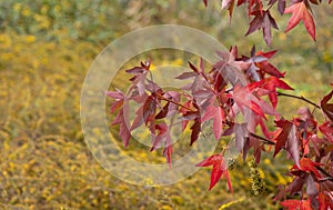 Maple tree with leaves turning bright red. Autumn colours and textures at RHS Hyde Hall garden in Chelmsford, Essex, UK.