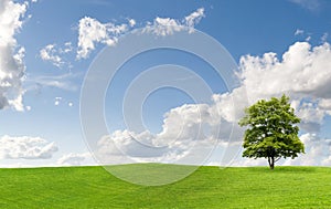 Acero un albero sul prato 