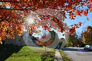 A maple tree with orange-color leaves in a single-family house community in autumn in Philadelphia suburb