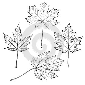 Maple tree outline leaf collection, vector illustration.