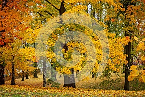 Maple tree in park in autumn