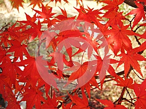 Maple tree red leaves in Autumn. Natural background of acer fall season foliage