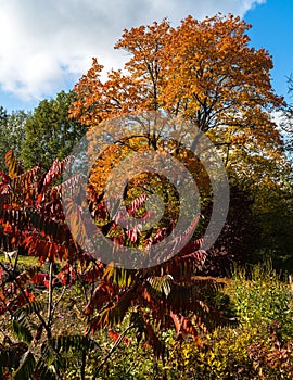 maple tree with red and yellowish-brown leaves