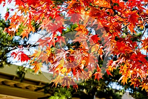 Maple tree roof back ground, maple leaves turn color from green to yellow, orange and bright red, the roof house background in sea