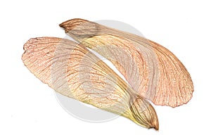 Maple Tree Seeds photo