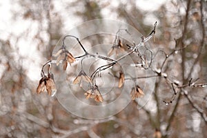 Maple tree seeds on the branch covered with ice glazing