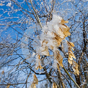 Maple tree seeds covered with hoarfrost