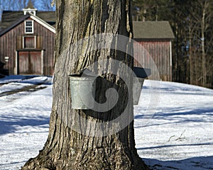 Maple tree for syrup production