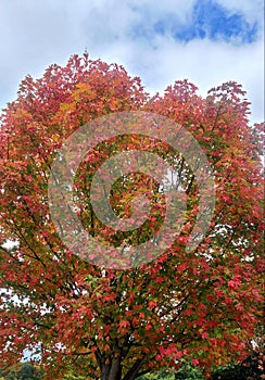 Maple tree turning red for autumn season