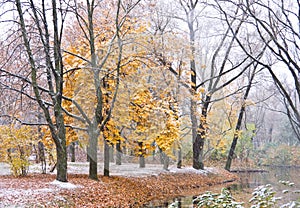 Maple Tree under snow