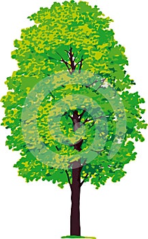 Maple tree. Vector photo