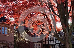 maple tree in vivid red color in fall