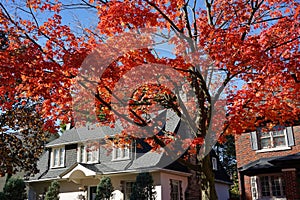 maple tree in vivid red color in fall