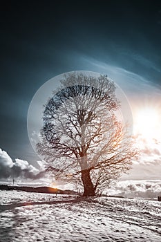 Maple tree in winter on a hill with snow