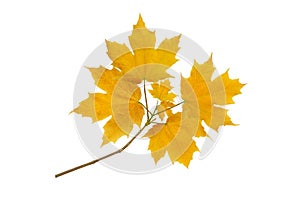 Maple tree yellow autumn branch isolated on white