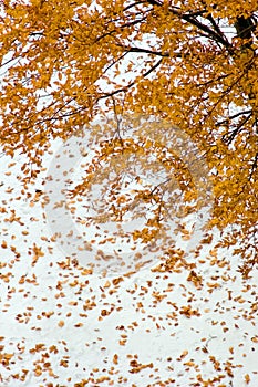 Maple tree with yellow leaves