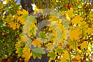 Maple tree with yellow leaves against a blue sky