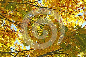 Maple tree with yellow leaves against a blue sky