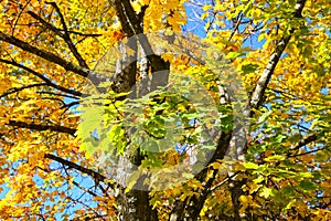 Maple tree with yellow leaves against a blue sky