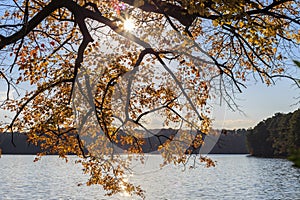 Maple tree with yellow leaves over the lake with sun light