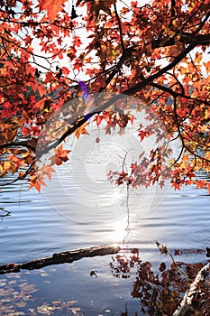 Maple tree with yellow leaves over the lake with sun light