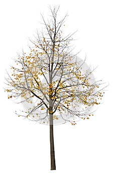 Maple treel, fall season, it has yellow leaves, cutout isolated tree on white background