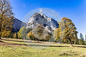 maple trees at Ahornboden, Karwendel mountains, Tyrol, Austria