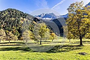 maple trees at Ahornboden, Karwendel mountains, Tyrol, Austria