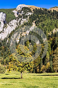 maple trees at Ahornboden, Karwendel mountains, Tyrol, Austria