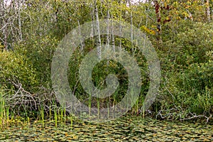 maple trees and aspins behind pond with reeds and lilypads