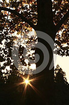 Maple trees with asterism