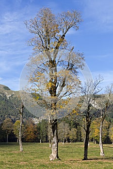 Maple trees in autumn