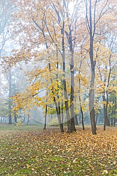 Maple trees in autumnal park during foggy day. autumn landscape