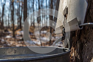 Maple trees collecting sap to produce maple syrup at a sugar shack.