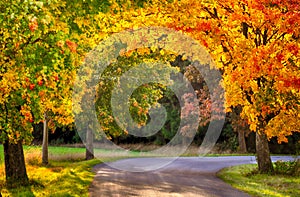 Maple trees with colored leafs and asphalt road at autumn/fall daylight,