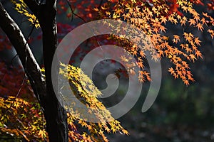 Maple trees with colorful leaves in forest