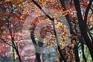 Maple trees with colorful leaves in forest