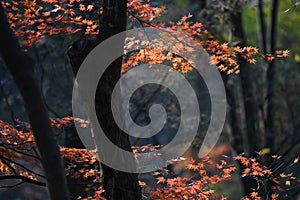 Maple trees with colorful leaves in forest