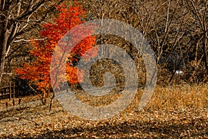 Maple trees in fall colors