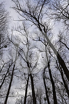 maple trees without foliage in the winter season in the forest