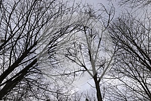 maple trees without foliage in the winter season in the forest