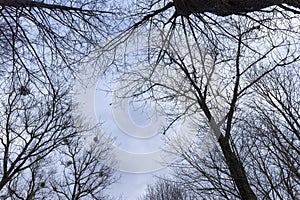 maple trees without foliage in the winter season in the forest