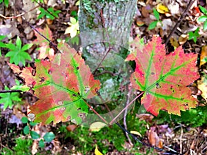 Maple trees leaves changing colors
